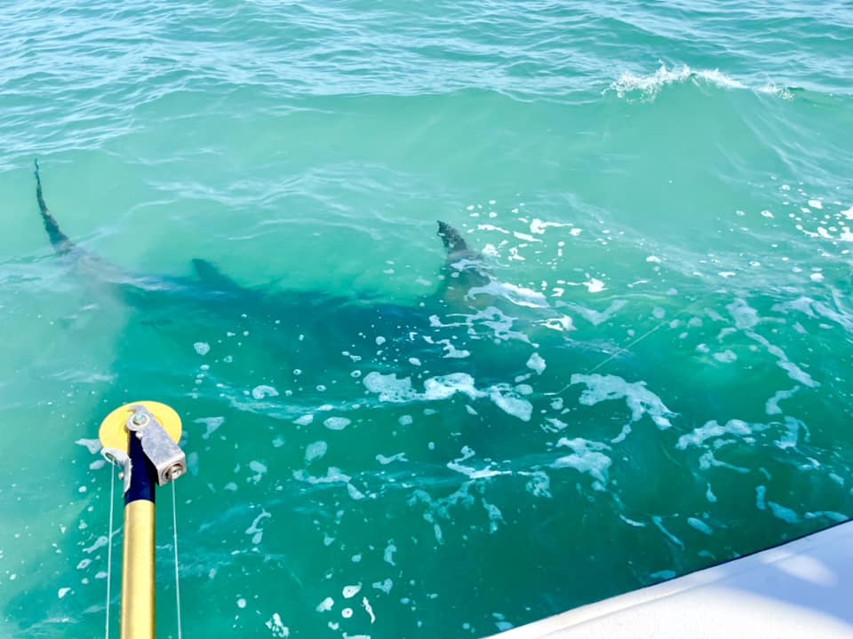 hammerhead