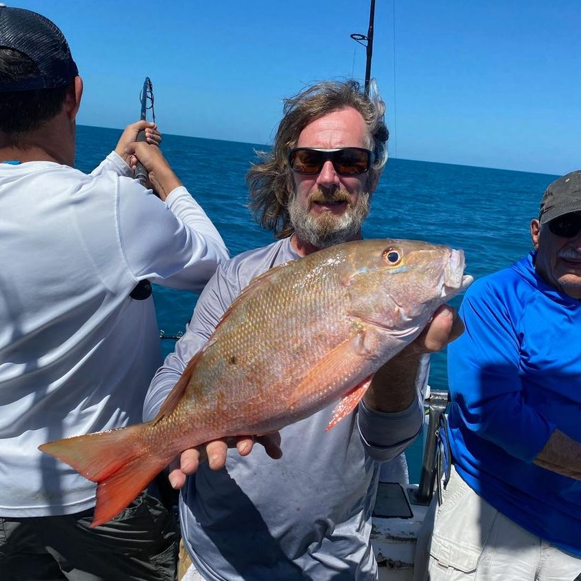 snapper