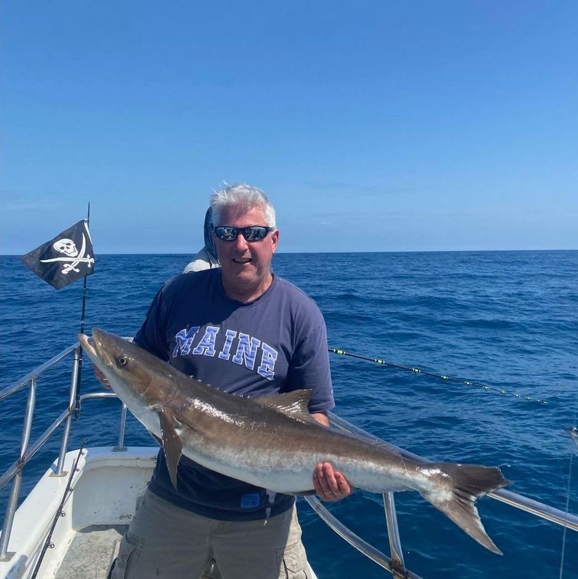 cobia