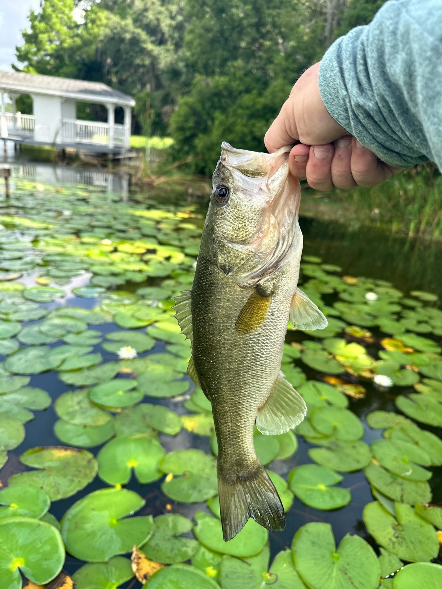 lake osceola bass