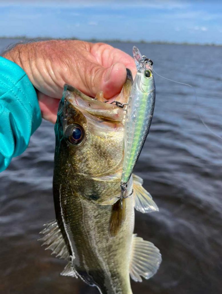 Windy but Productive Days – Lake Garcia Bass Fishing Report