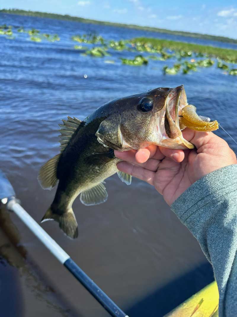 buck lake bass fishing