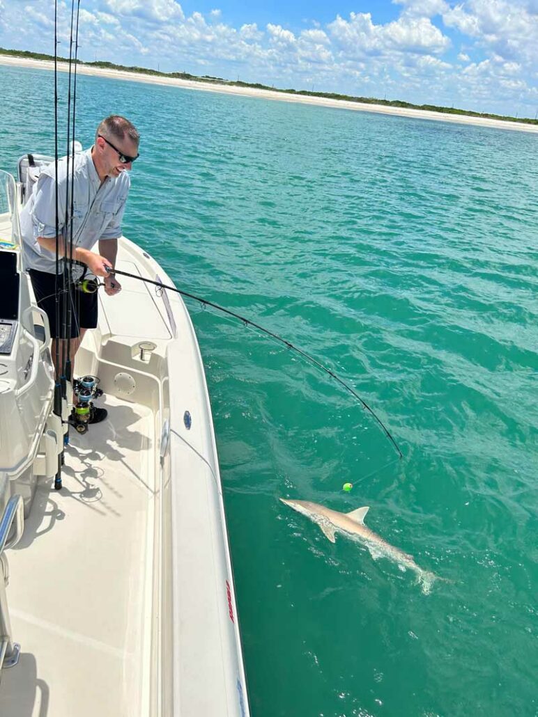 fishing sharks