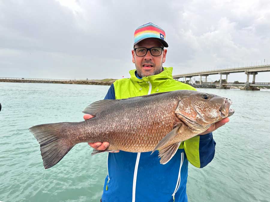 mangrove snapper