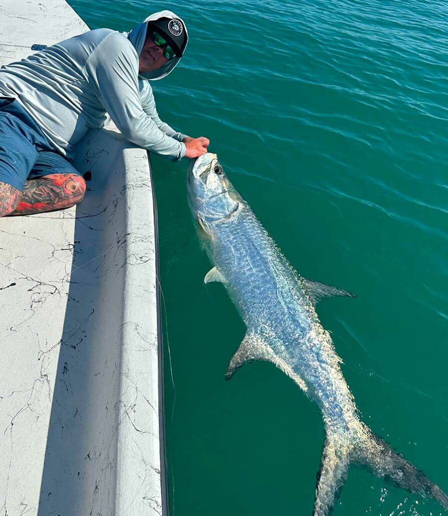 tarpon