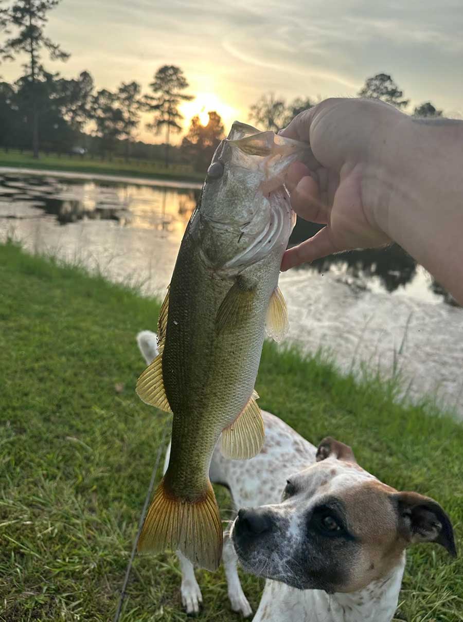 Mr. Dog, Fish Inspector