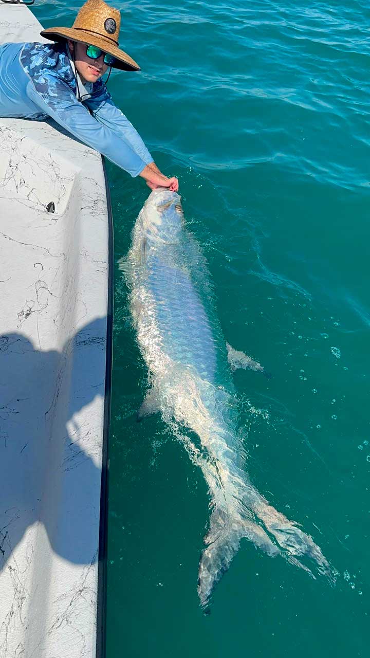 sebastian tarpon