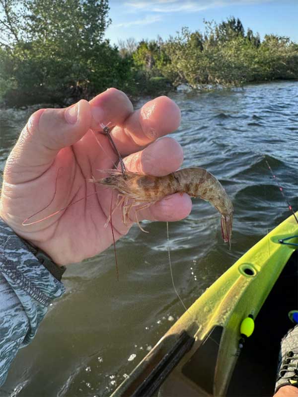 live shrimp fishing