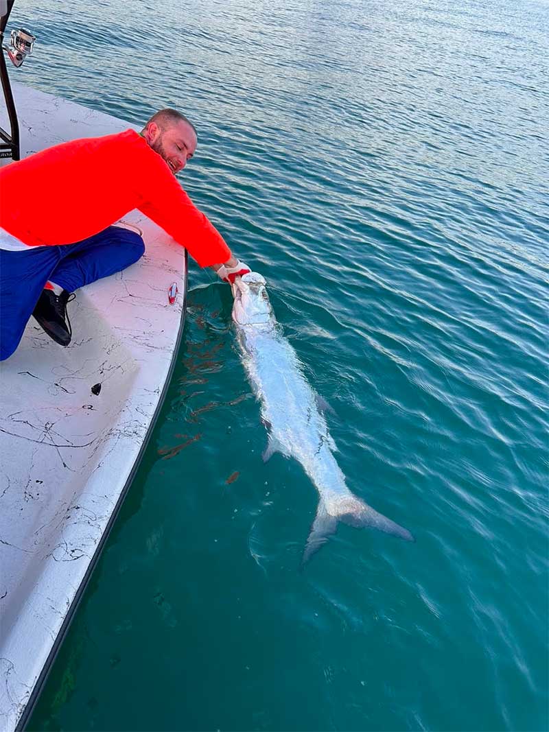 beach tarpon