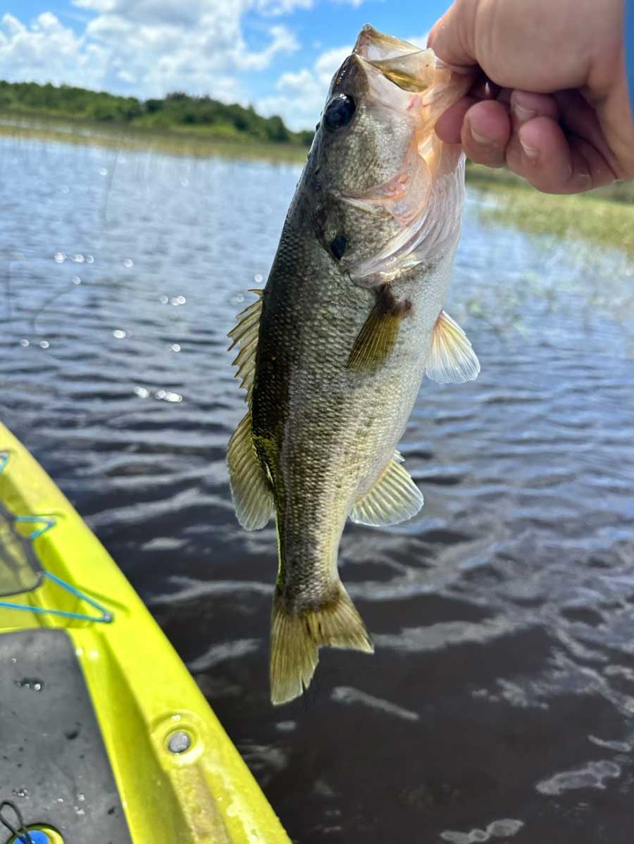 lake toho bass