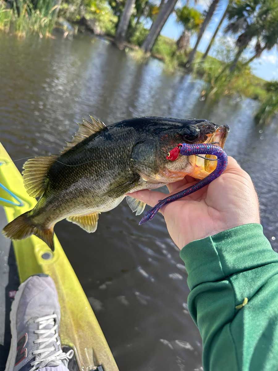 Stick Marsh Bass on Trick Worm