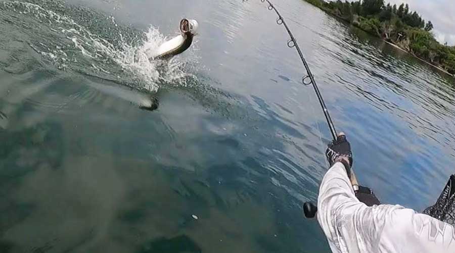 tarpon