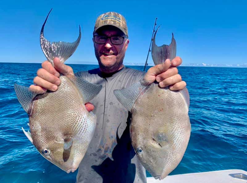 triggerfish