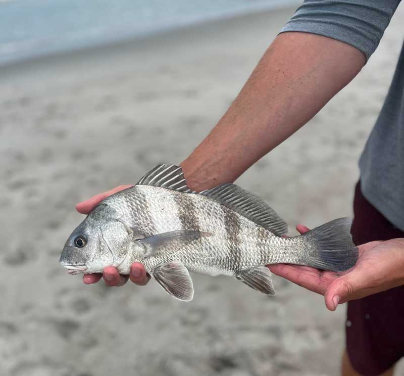 black drum surf fishing