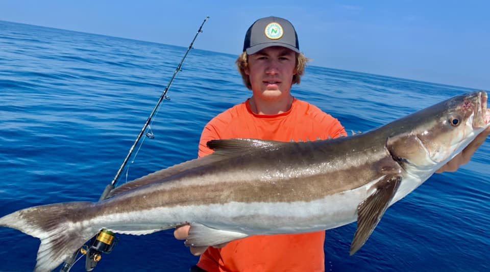 cobia