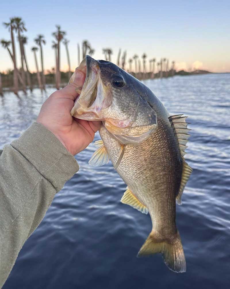 Stick Marsh Bass