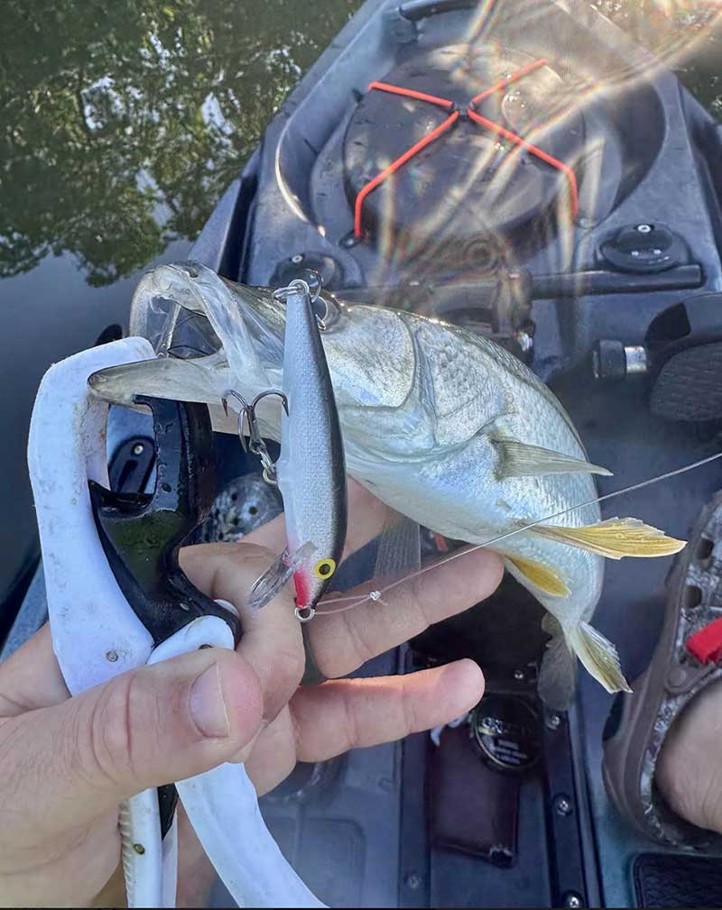 Fishing with Live Bait for Snook Along Mangrove Islands 