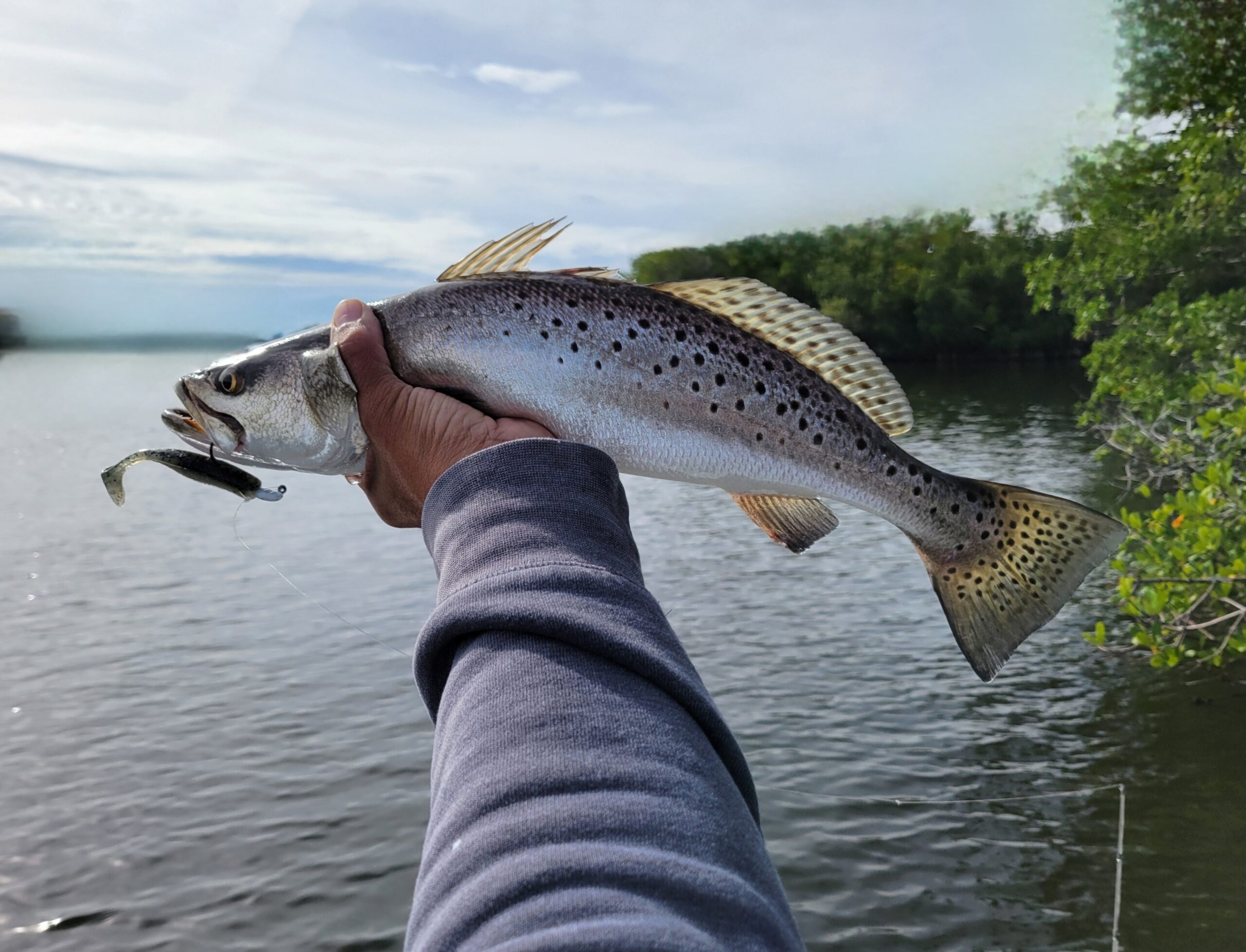 Seatrout everywhere! – SpaceFish