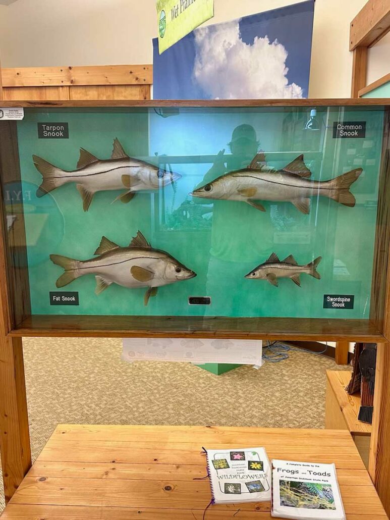 Elsa-Kimbell-Environmental Education and Research Center: 4 Species of Snook
