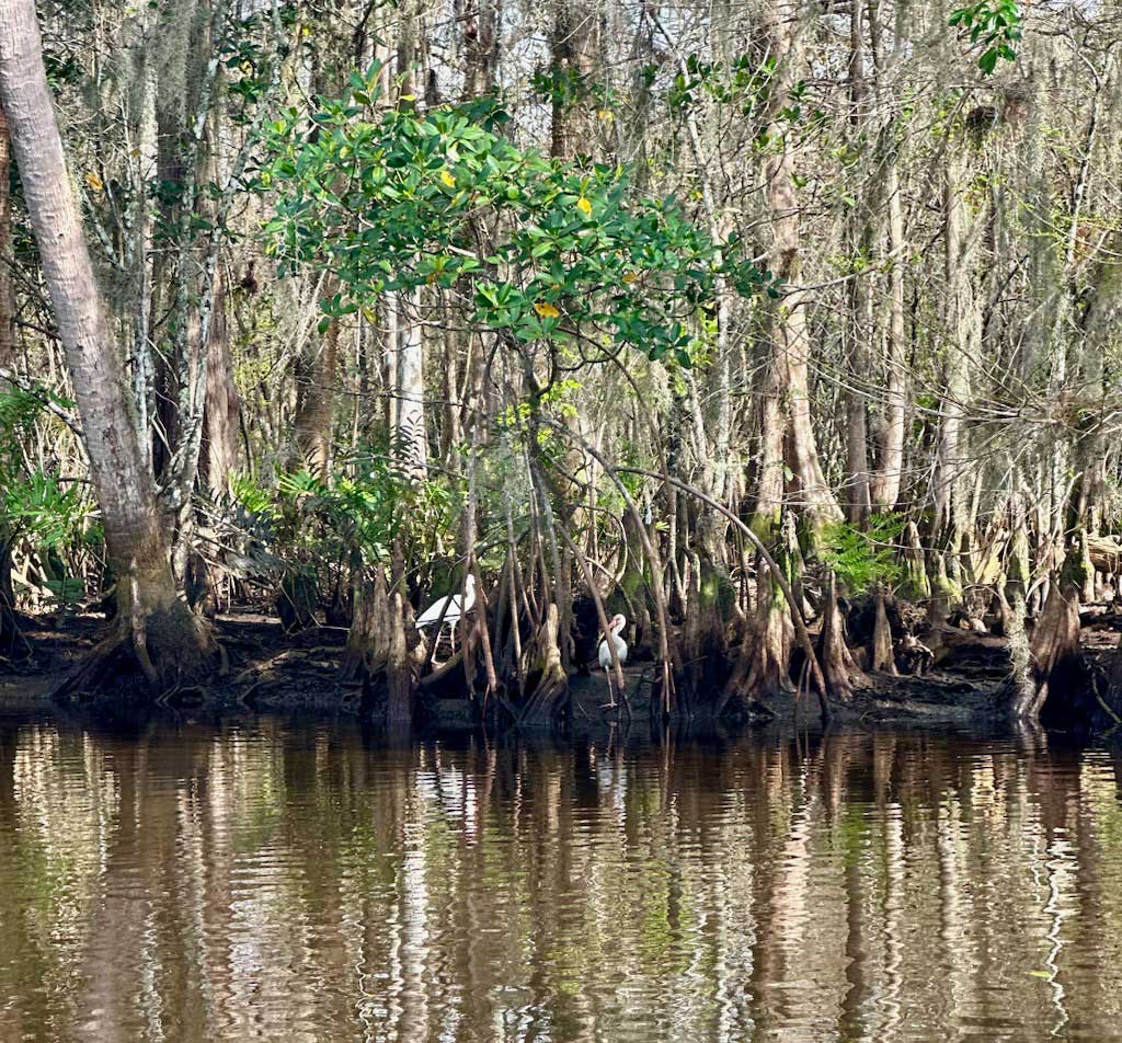 Mangrove Roots Cypress Knees and Ibis