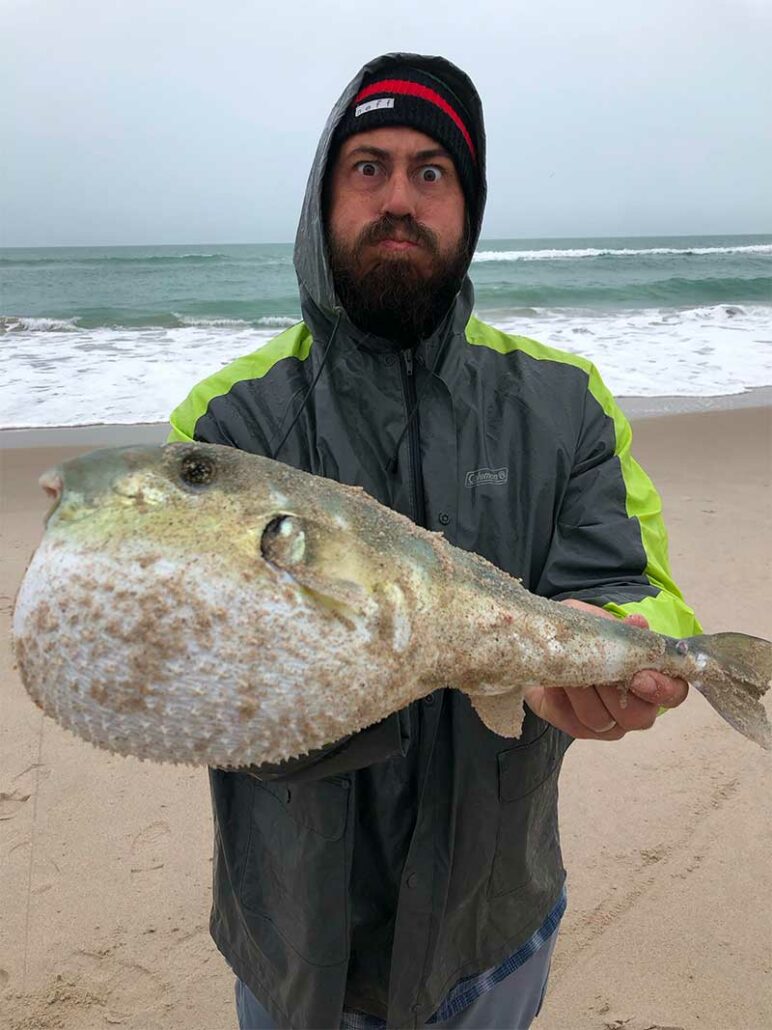 big blow fish