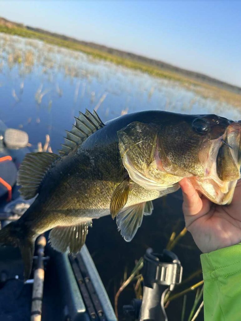 Bass Caught in the Kissimme Grass