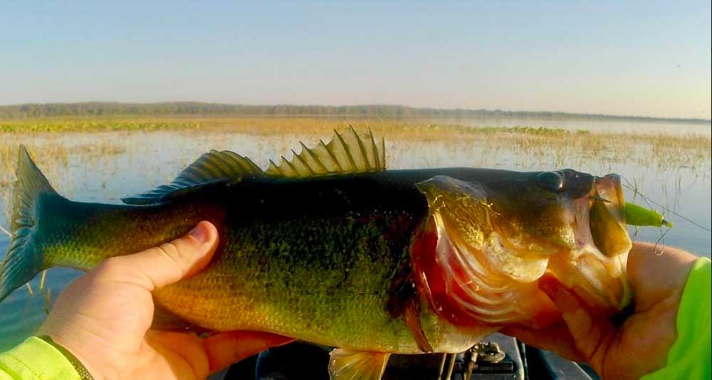 Bass Caught on Mulligan in Kissimme Grass