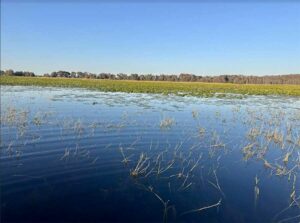 Kissimmee Grass Lotus Pads