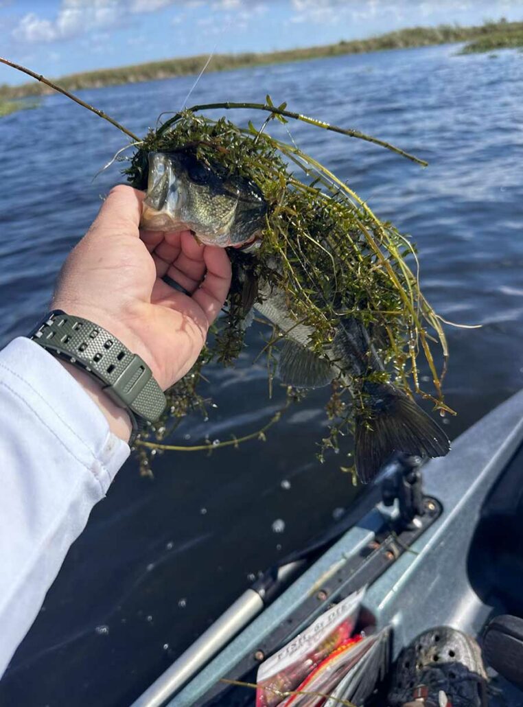 Small Jerk Bait Bass and Hydrilla