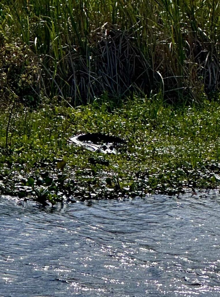 sun bathing gator
