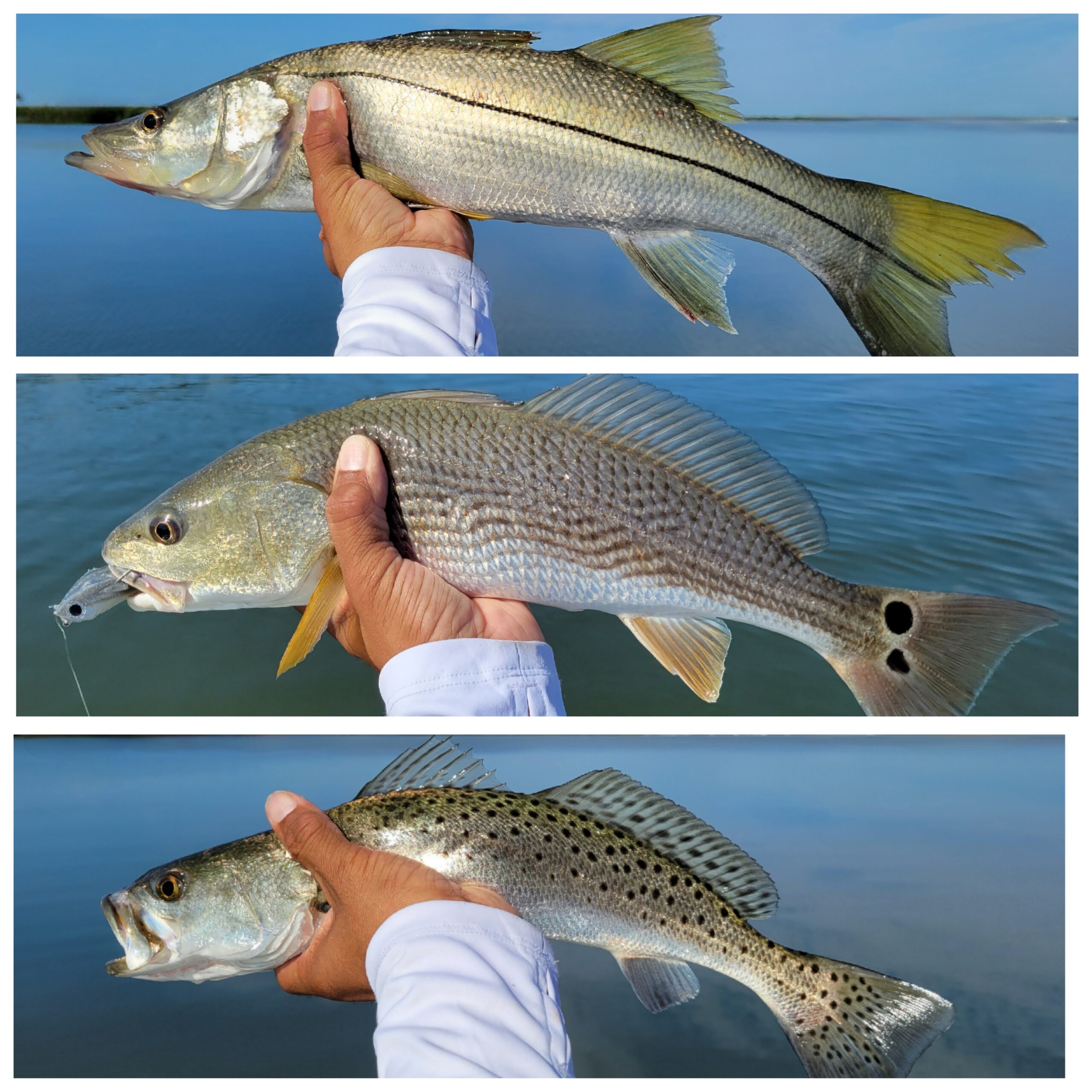 Snook feed on glass minnows near Capt. Joe's Tackle in Fort Pierce.