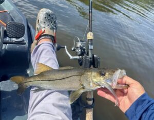 St. Sebastian River Snook on Paddle Tail