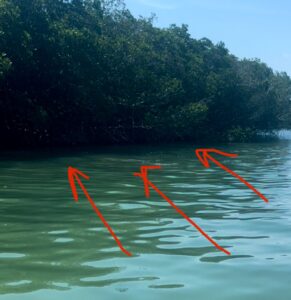 Low Water Levels - Good for Mangrove Skipping