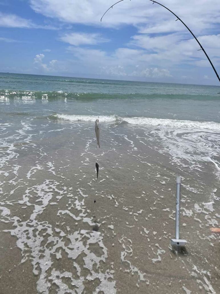 surf fishing whiting