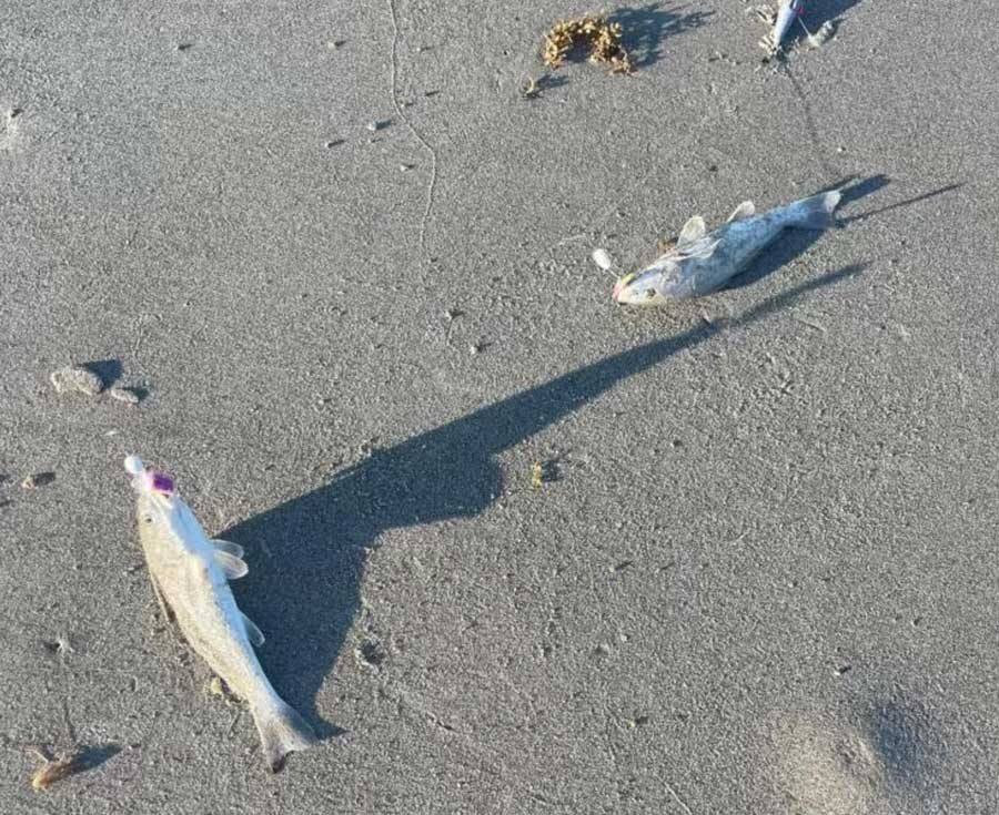 whiting on the beach