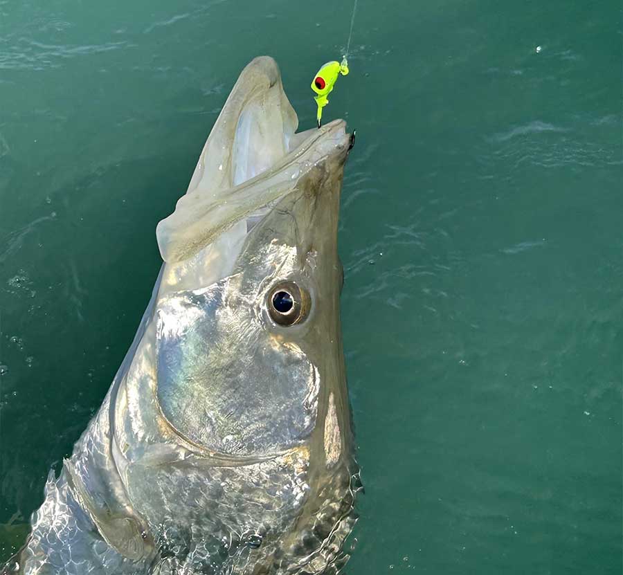 snook fishing