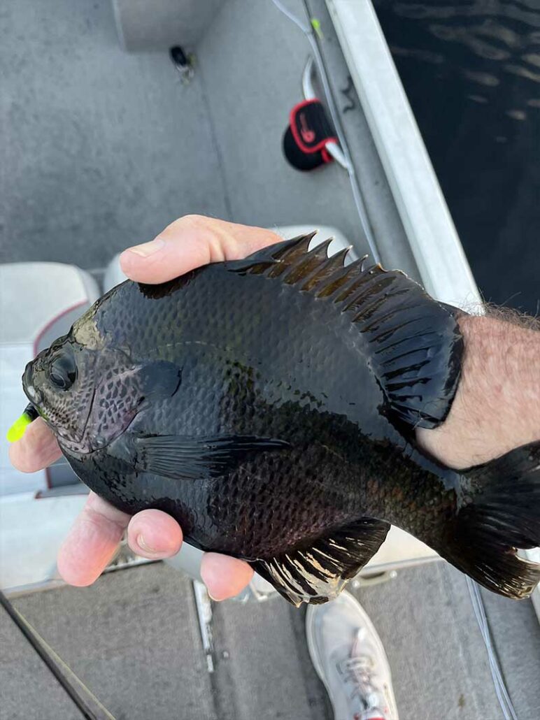 bluegill headwaters