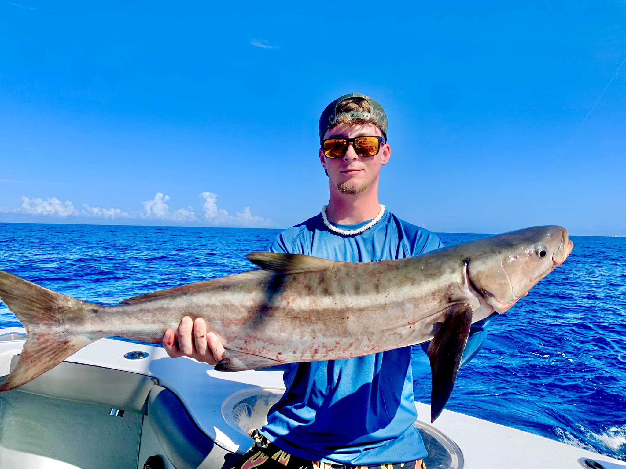 cobia