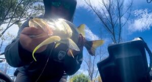 Snook on Saltwater Assassin