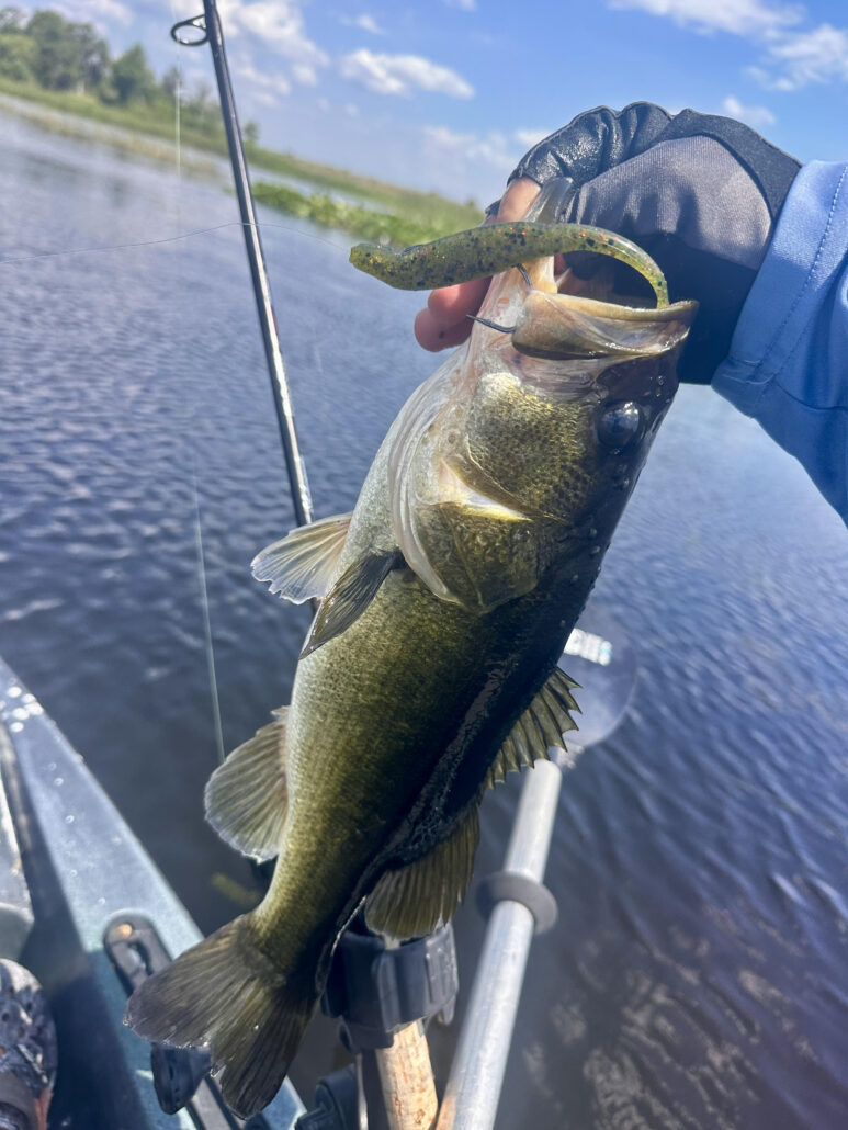 Bass on Watermelon Red Fluke