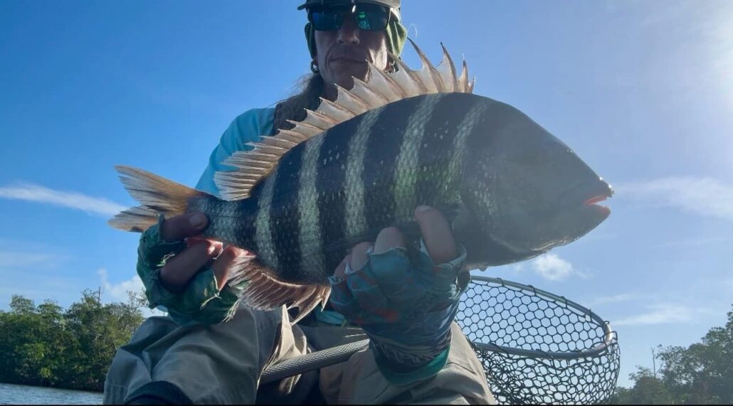 sheepshead frenzy