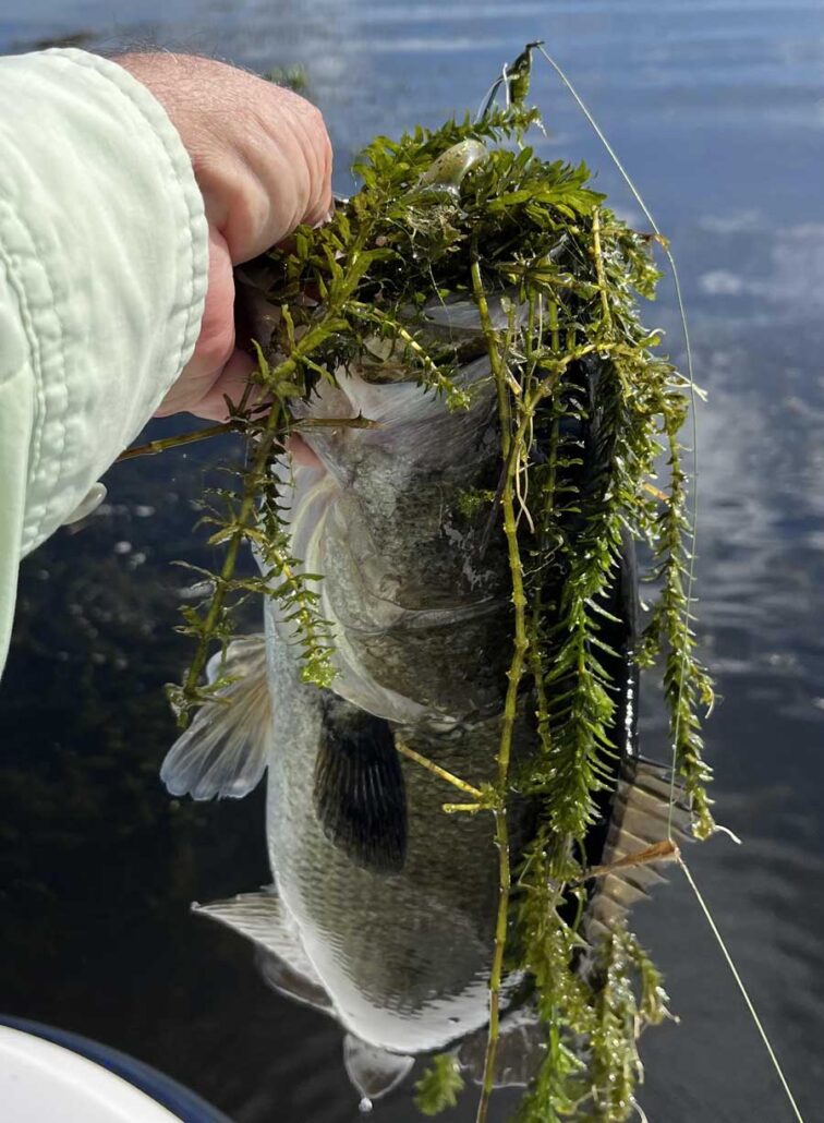 hydrilla bass