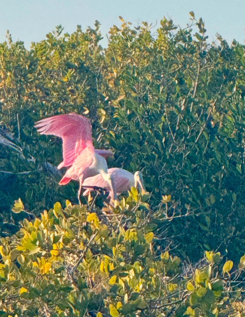 Roseate Spoonbills - Sam's Creek