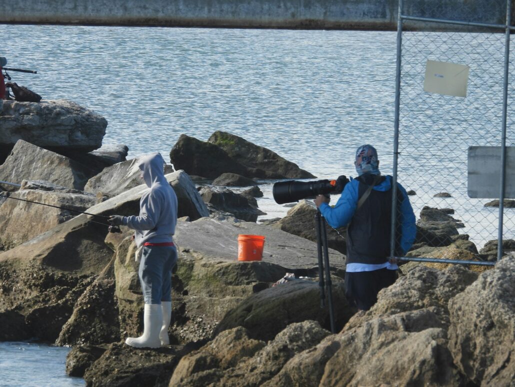 sebastian inlet fishing