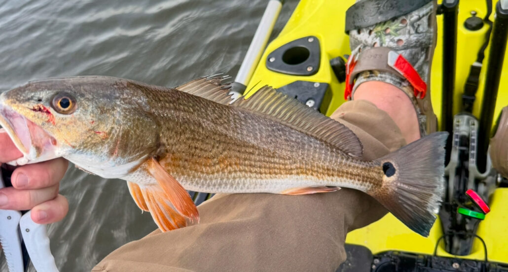 Melbourne Dock Redfish