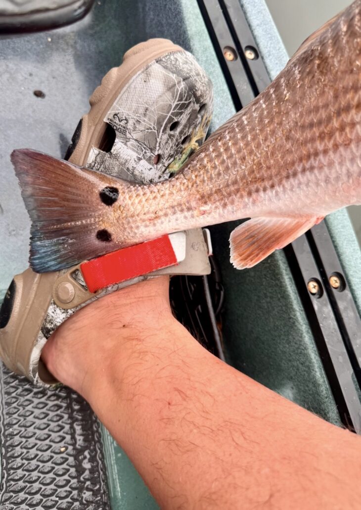 Multi Species Day - Eau Gallie River