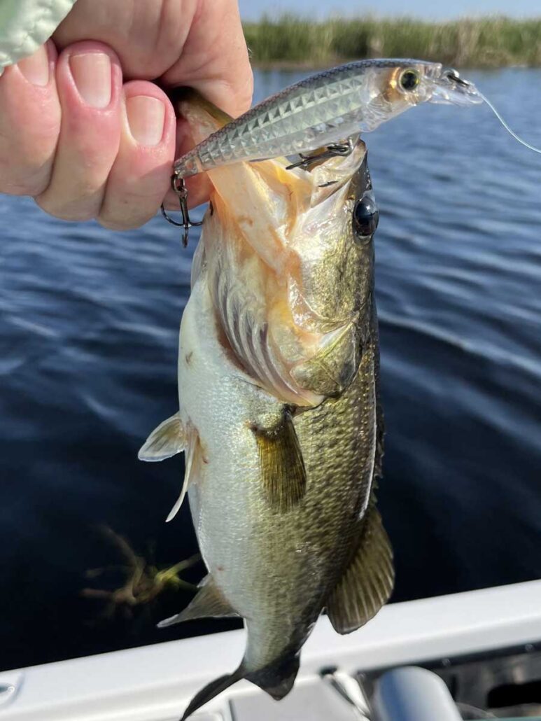 shiner bite @ headwaters