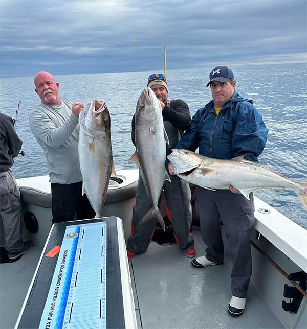 amberjacks