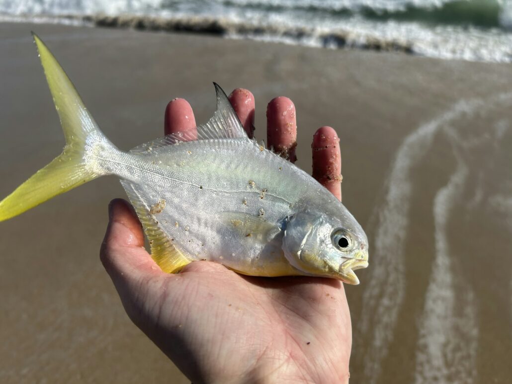 A little pompano photographed by Sean Ennis