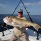 tilefish